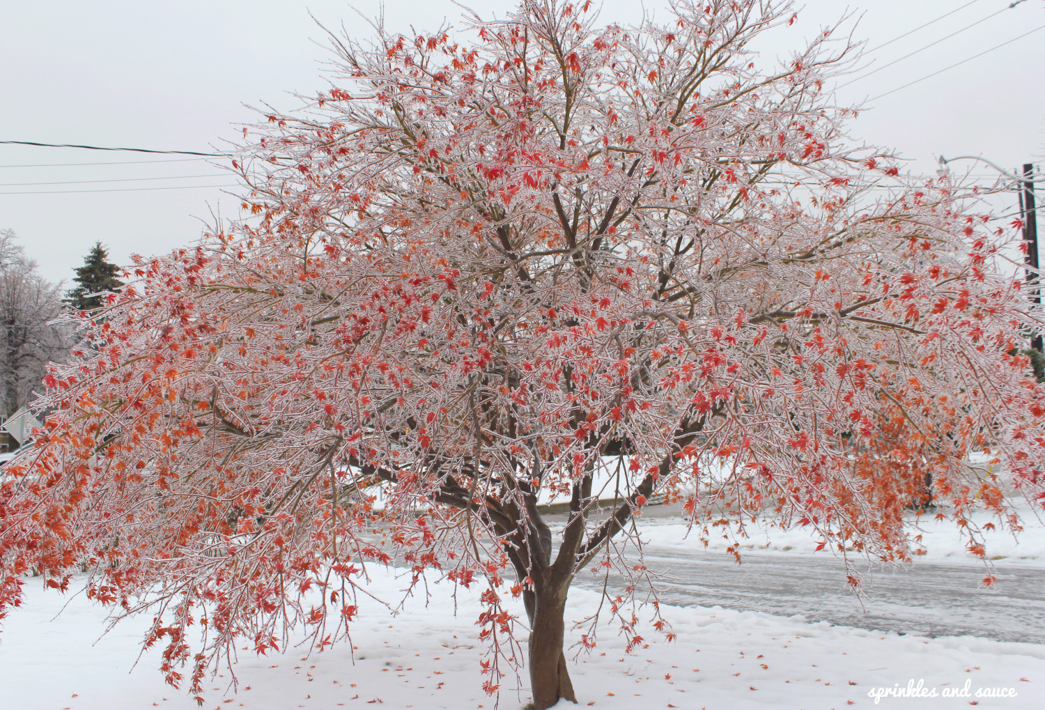 ice storm 2013