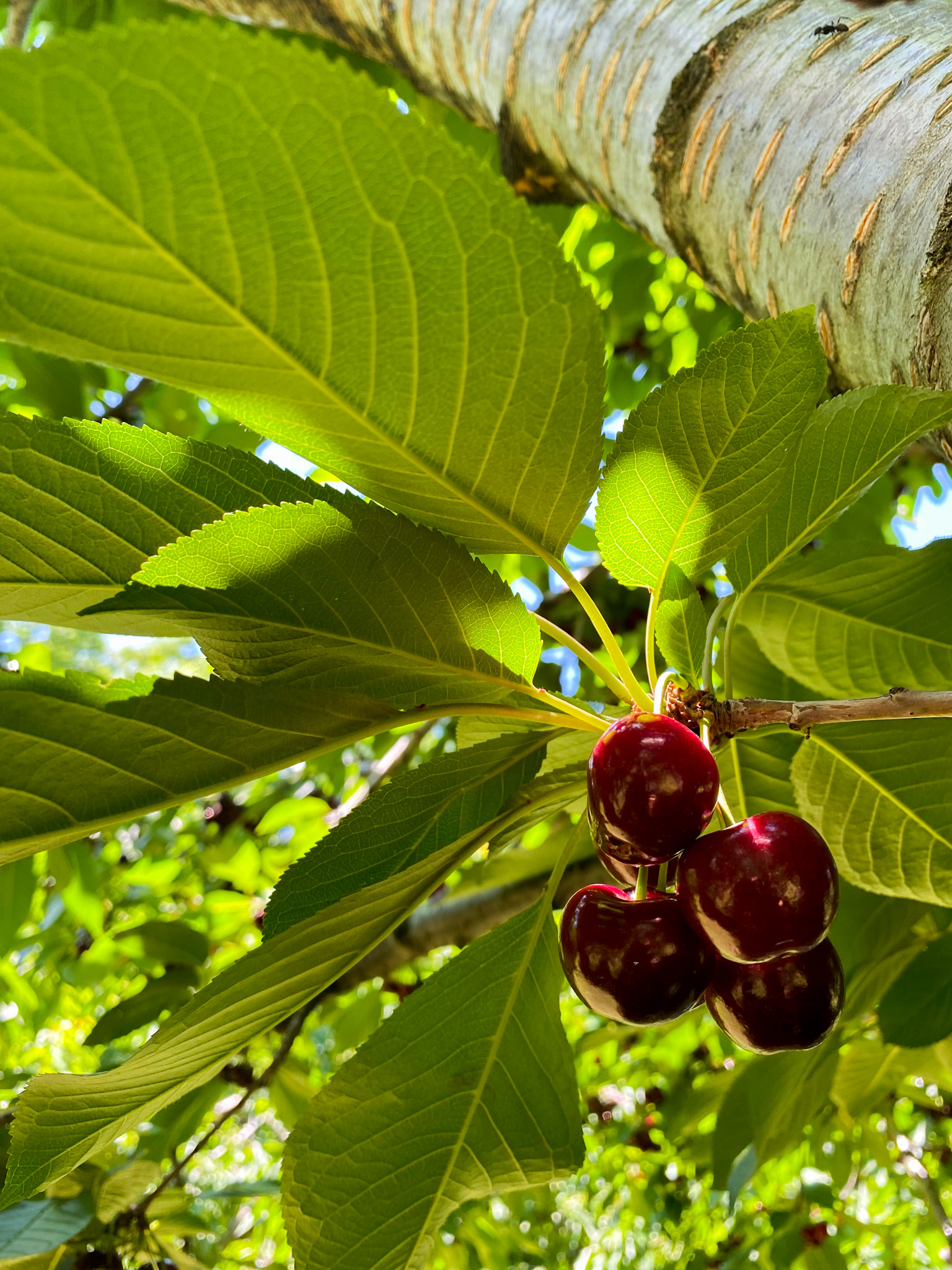 sweet & savory cherry recipes